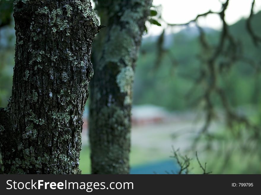 Moss and licken cling to the bark of an Oak tree. The composition lends itself to ad or text layout. The out of focus branches in the background make for in interesting abstract element. Moss and licken cling to the bark of an Oak tree. The composition lends itself to ad or text layout. The out of focus branches in the background make for in interesting abstract element.