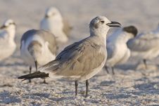 Seagulls Royalty Free Stock Images Seagulls Royalty Free Stock Images