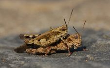 Two Grasshoppers Stock Image