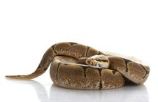 Spider Ball Python Royalty Free Stock Photography