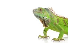 Green Iguana Royalty Free Stock Photo
