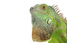 Green Iguana Royalty Free Stock Photography Green Iguana Royalty Free Stock Photography