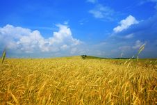 Yellow Field Of Wheat Royalty Free Stock Images Yellow Field Of Wheat Royalty Free Stock Images