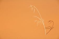 Dry Reed In The Desert Royalty Free Stock Photos