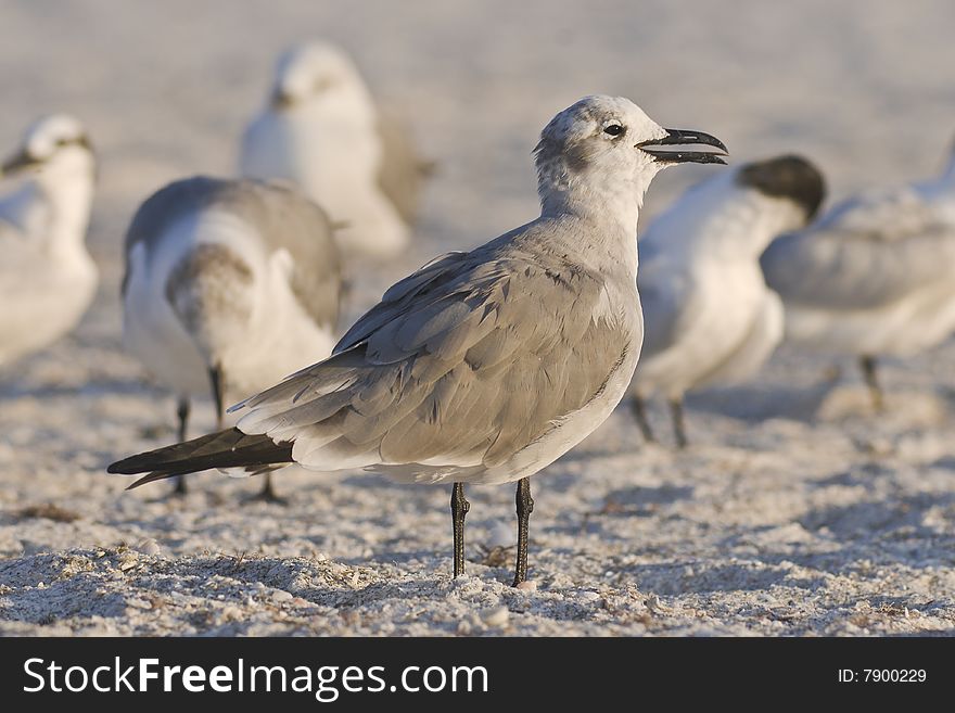 Seagulls on Lido Beach, Florida