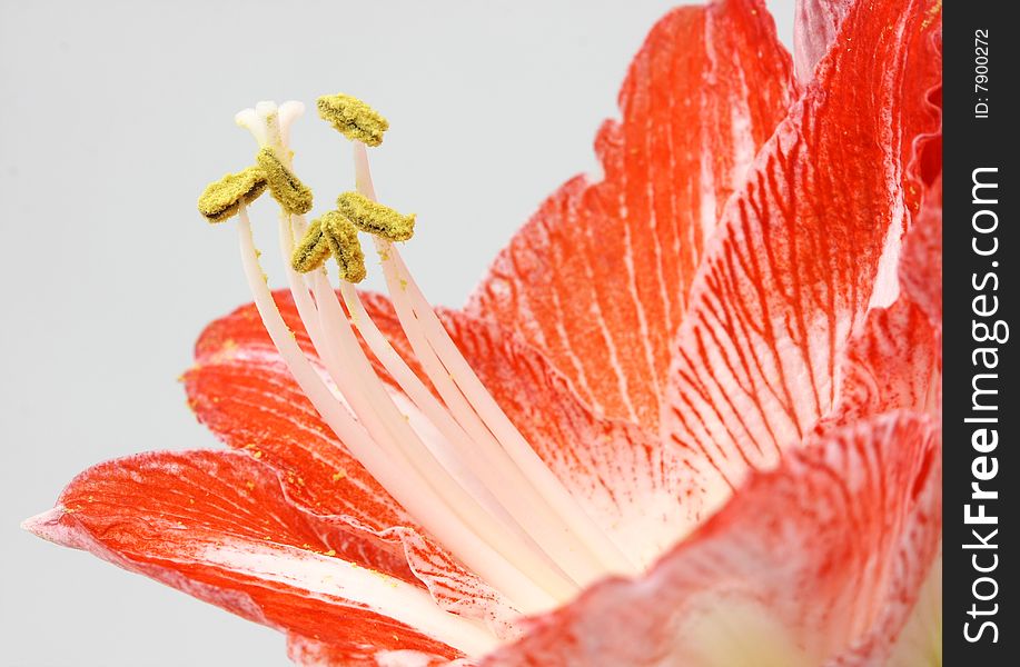 Marco photo of an amaryllis flower