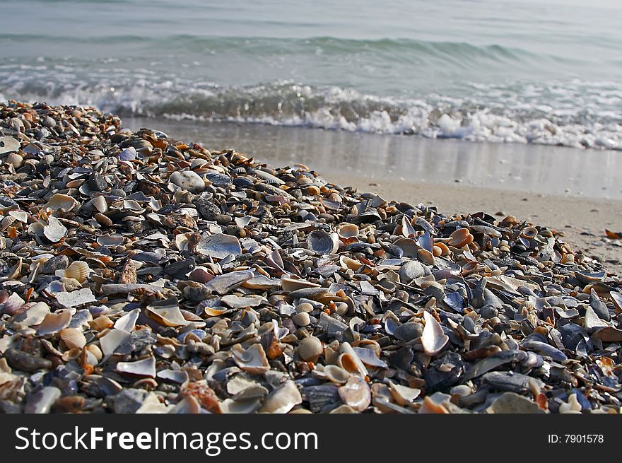 Shells On Seaside