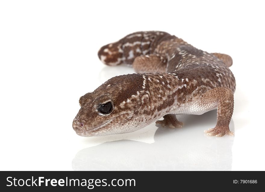 Jungle African Fat-tailed Gecko (Hemitheconyx caudicinctus) isolated on white background.