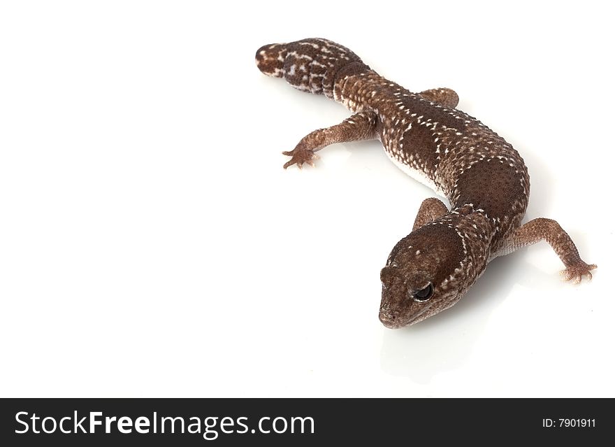 Jungle African Fat-tailed Gecko (Hemitheconyx caudicinctus)  isolated on white background.