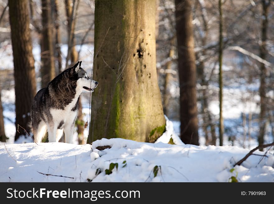 Outside report of a husky dog in the snow. Outside report of a husky dog in the snow