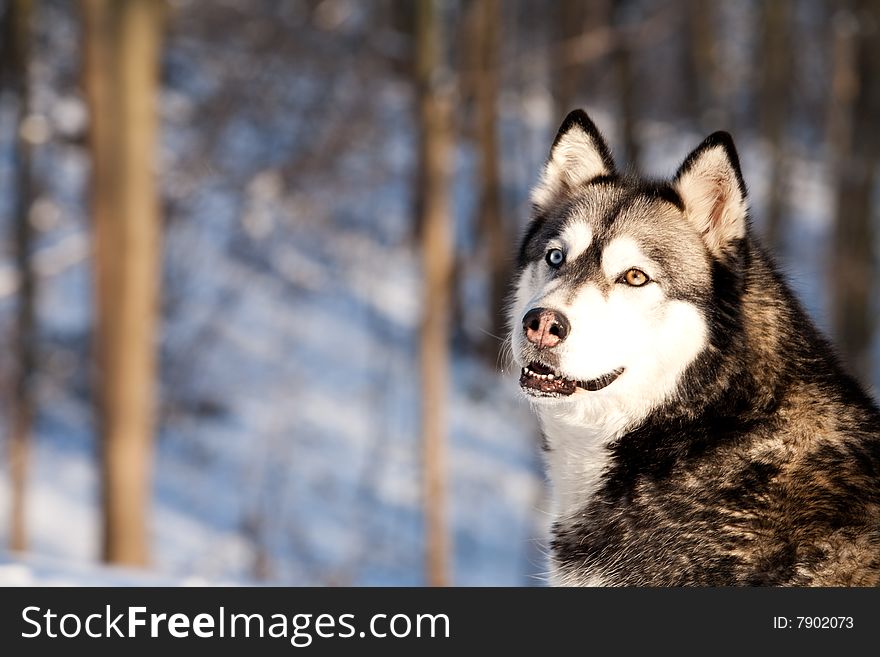 Crossbreed Huskey Malamut in the snow looking behi