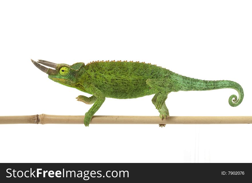 Jacksonï¿½s Chameleon (Chamaeleo jacksonii merumontanus) isolated on white background.