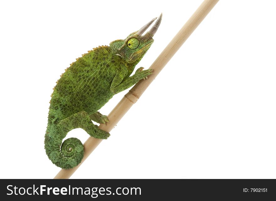 Jacksonï¿½s Chameleon (Chamaeleo jacksonii merumontanus) isolated on white background.