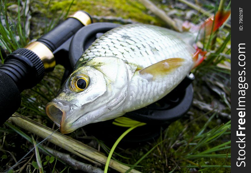 Rudd caught on fly during fly fishing trip from one lake near my town. Rudd caught on fly during fly fishing trip from one lake near my town