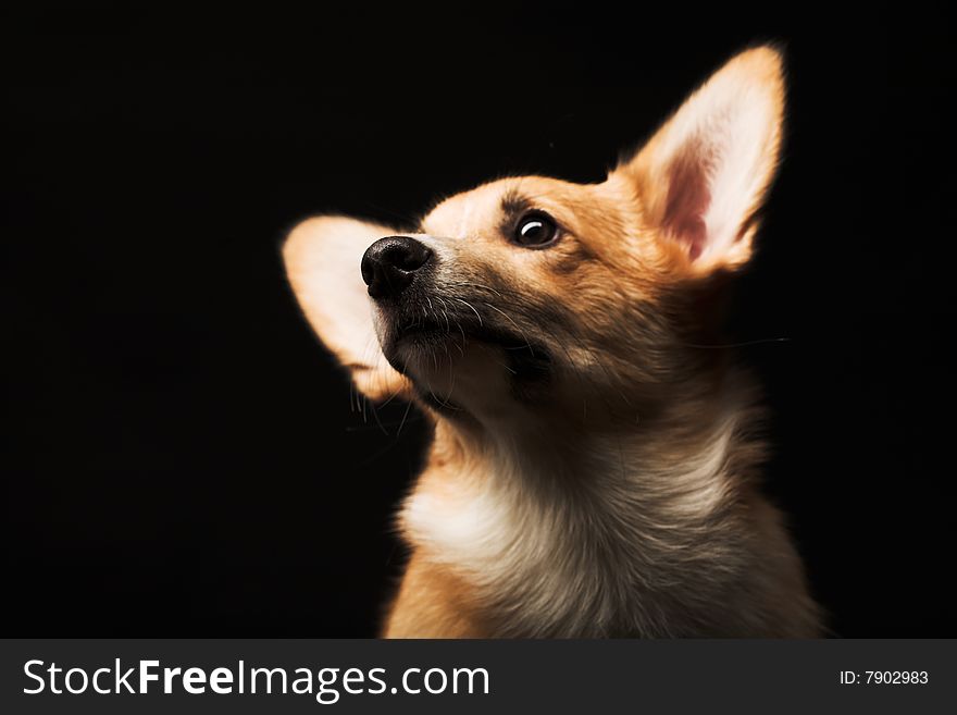 Puppy Welsh Corgi sitting in front of a black  background