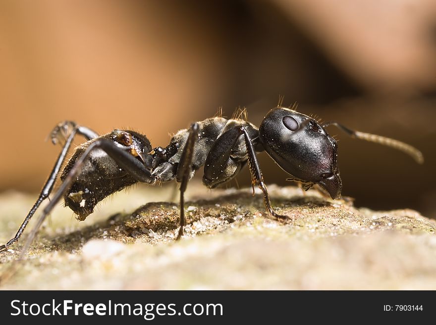 Black Big Head Ant on stone and brown back ground
