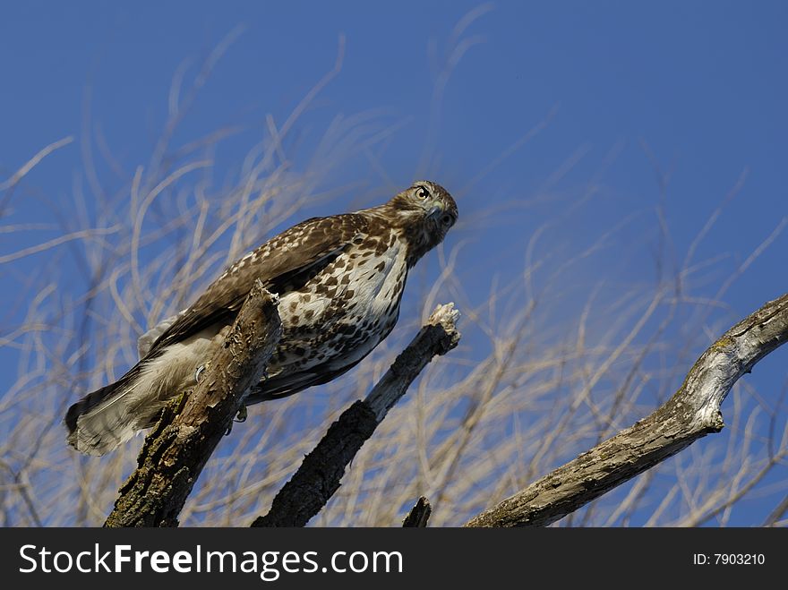 Red Tailed Hawk in Northern California