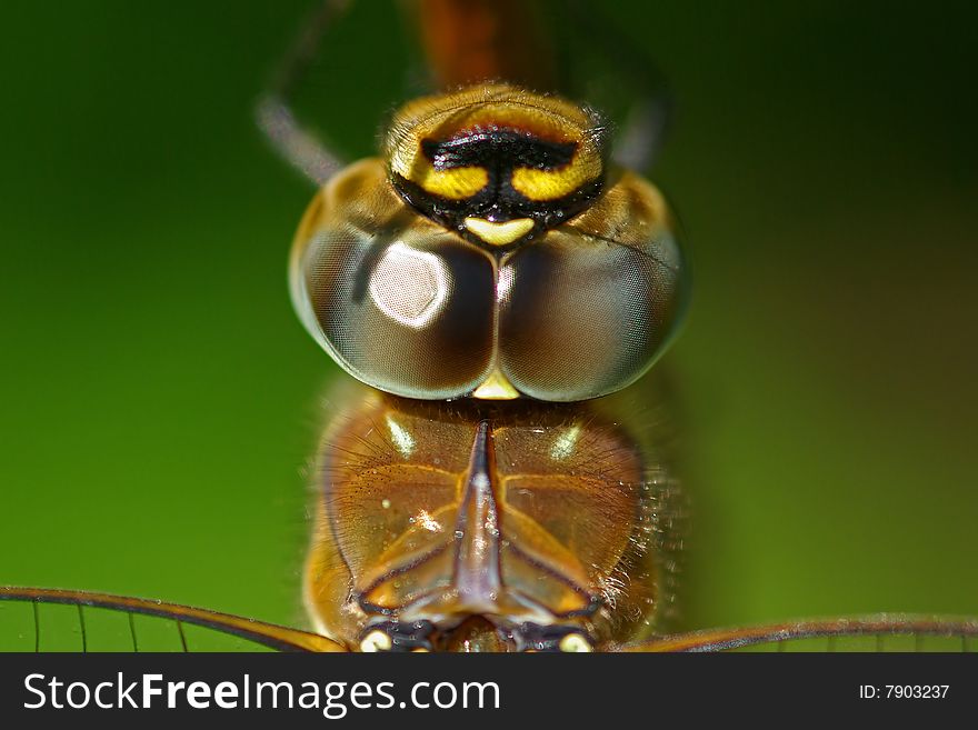 Close up of the head and eyes of a dragonfly. Close up of the head and eyes of a dragonfly