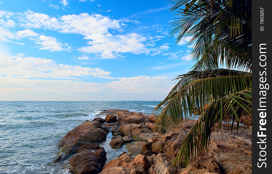 Stones On The Sea And Palm Tree