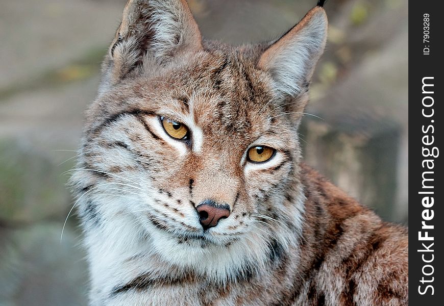 Close-up portrait of a lynx