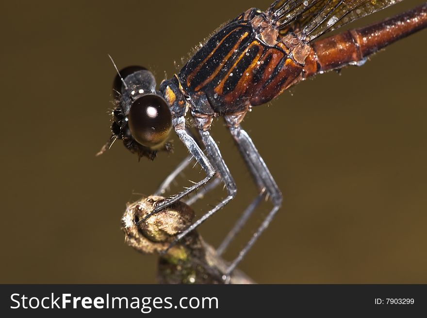 Brown Black Stripe Damselfly Close Up