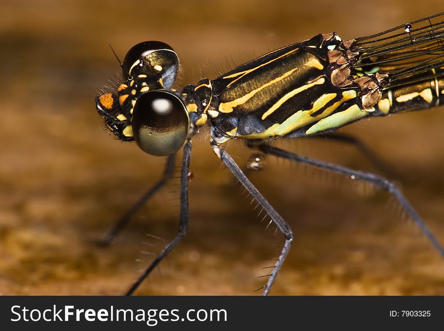 Brown Black Stripe Damselfly Close Up