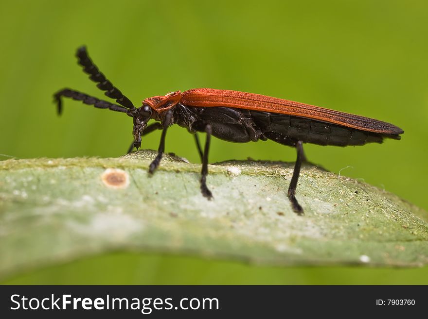 Long-nosed Lycid Beetle
