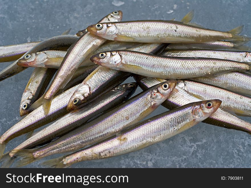 A close-up the fishes smelt on ice of river. A close-up the fishes smelt on ice of river.