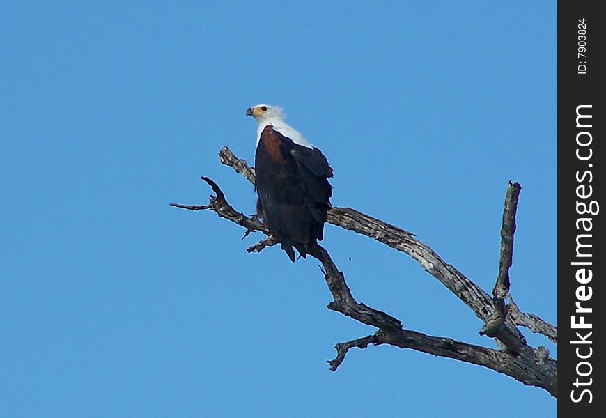 Similar to its relative, the Bald Eagle, but distinguished by black tip of beak. A Raptor, feeding on birds as well as fish. Similar to its relative, the Bald Eagle, but distinguished by black tip of beak. A Raptor, feeding on birds as well as fish