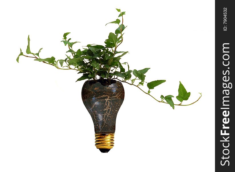 Plant growing in broken light bulb full of dirt. Plant growing in broken light bulb full of dirt