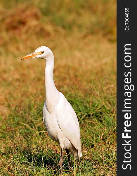 White cattle egret looking great on green grass.