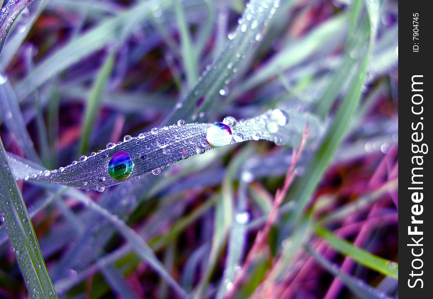 Water drops on grass closeup. Water drops on grass closeup