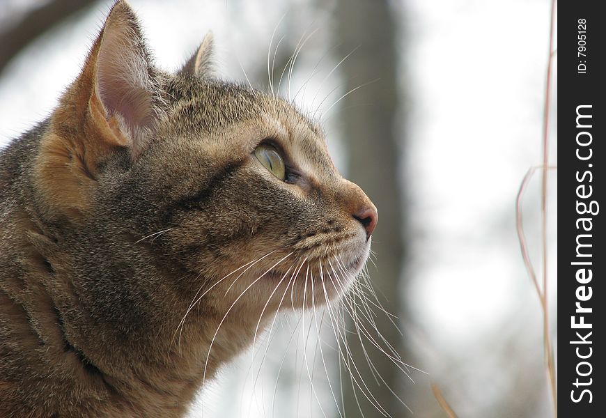 Profile of a pet cat. Profile of a pet cat