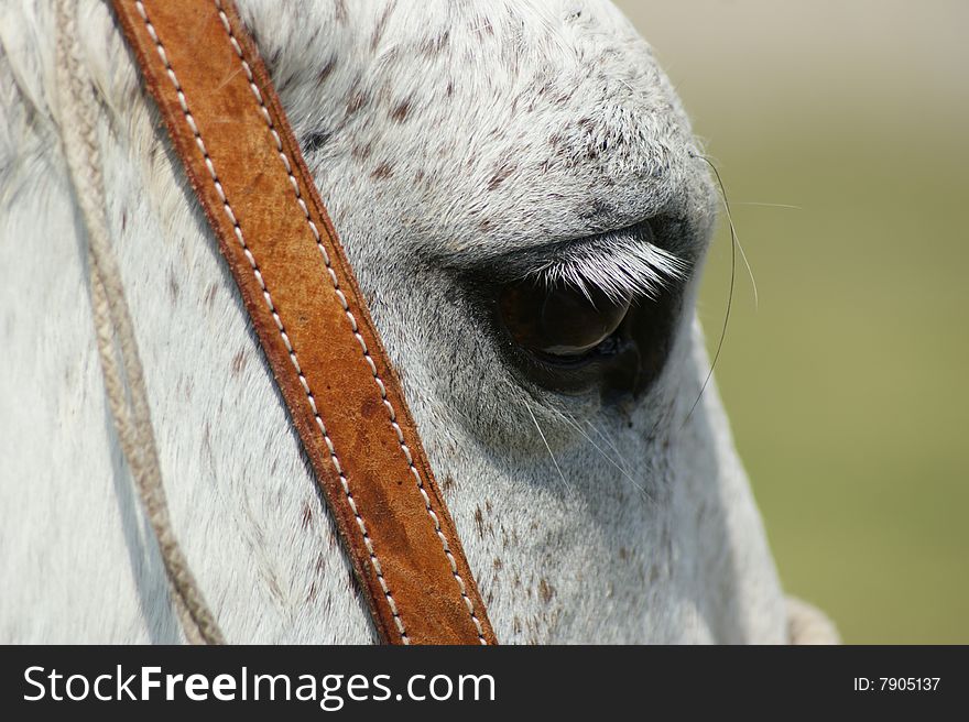 Close up to the eye of a white horse. Close up to the eye of a white horse