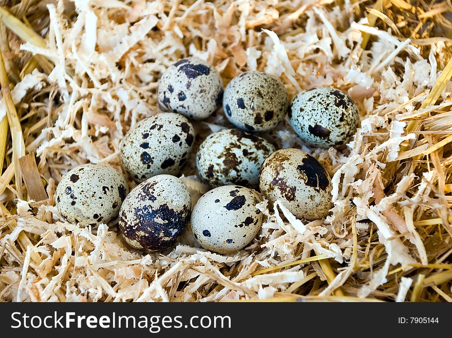 Close up view of the quail nest.