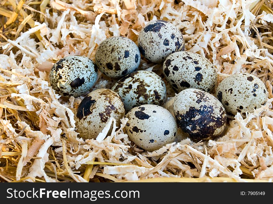 Close Up View Of The Quail Nest