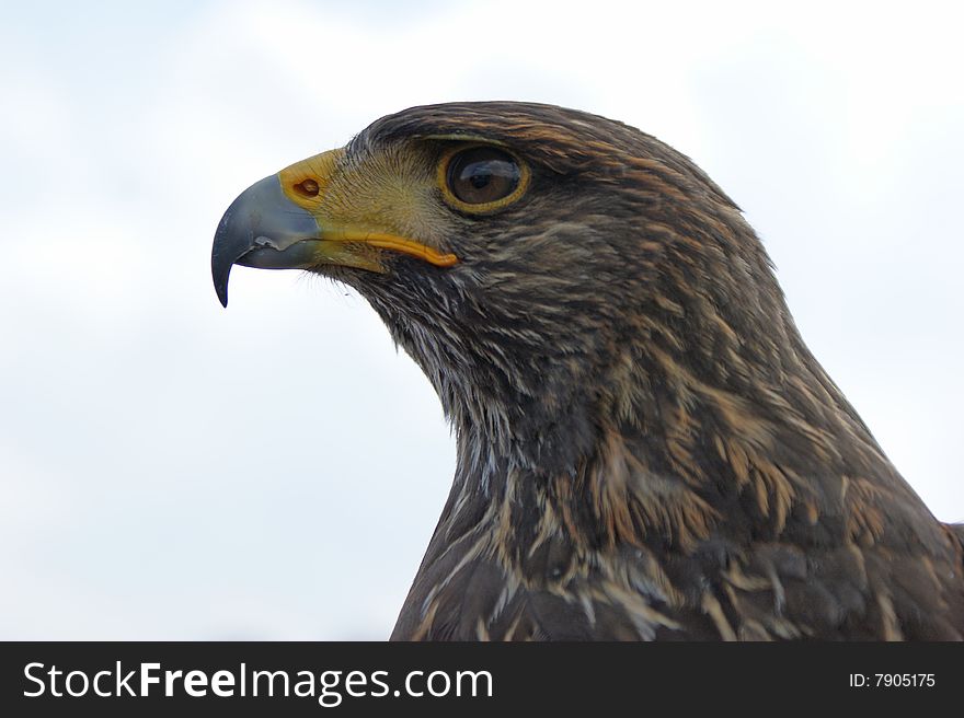 Close up of an eagle. Close up of an eagle