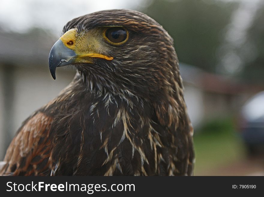 Close up of an eagle. Close up of an eagle