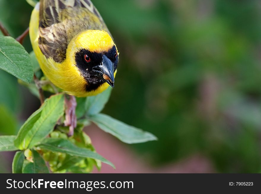 Masked Weaver with a berry in its beak