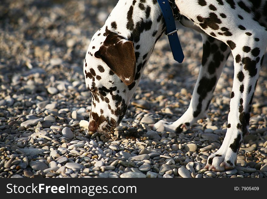 Dog of breed Dalmatin on a beach. A smelling dog. Dog of breed Dalmatin on a beach. A smelling dog.