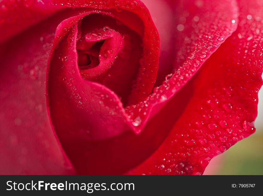 Beautiful Red Rose Macro with Dew Drops.