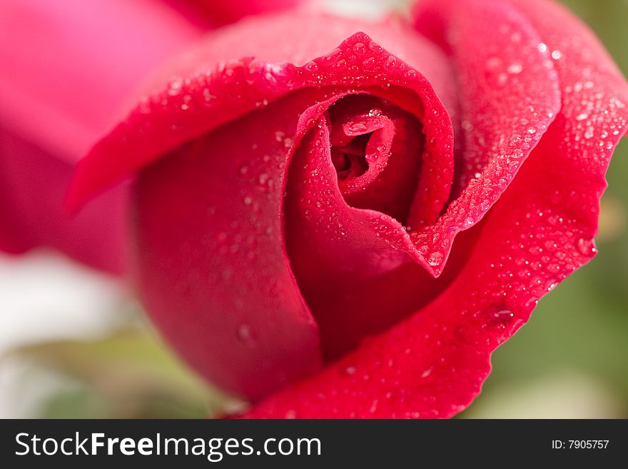 Beautiful Red Rose
