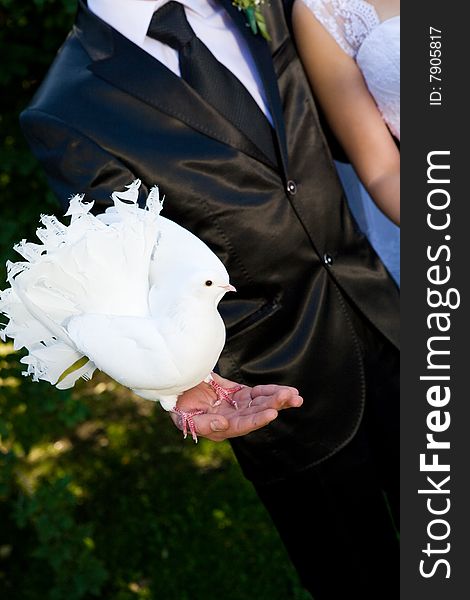 White pigeon on the hand