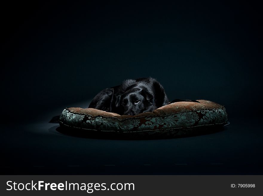 Black labrador sleeping on a pet bed.