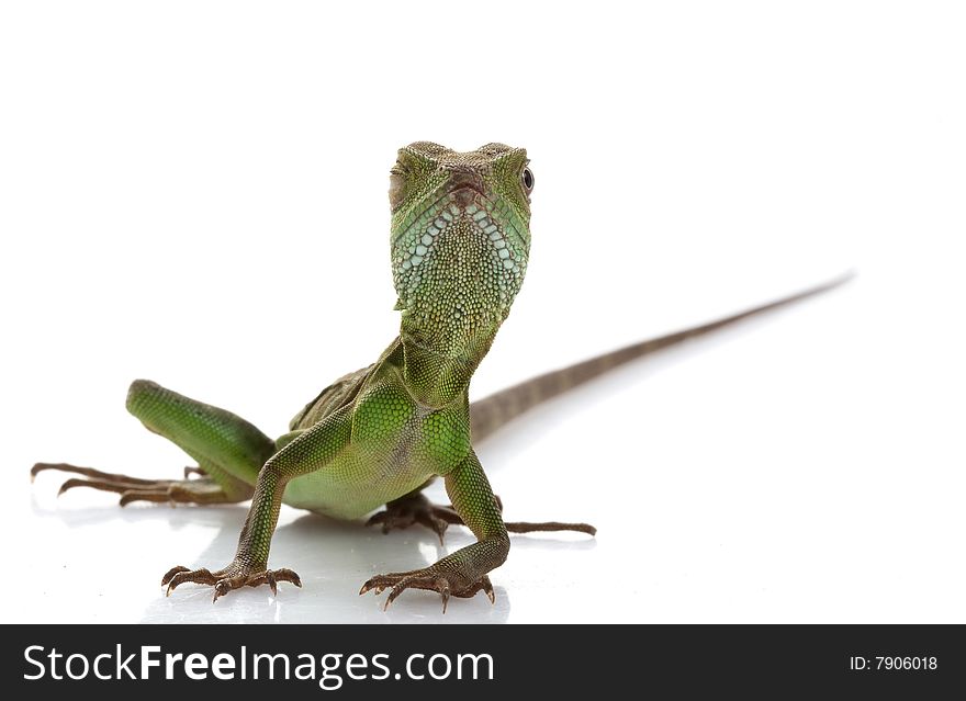 Baby Chinese Water Dragon (Physignathus cocincinus) isolated on white background.