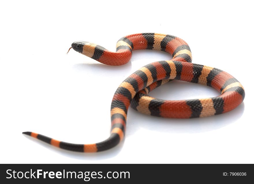 San Pueblan Milksnake (Lampropeltis triangulum cambelli) isolated on white background.