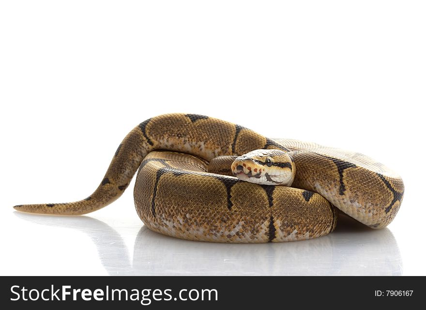 Spider Ball Python (Python regius) isolated on white background.