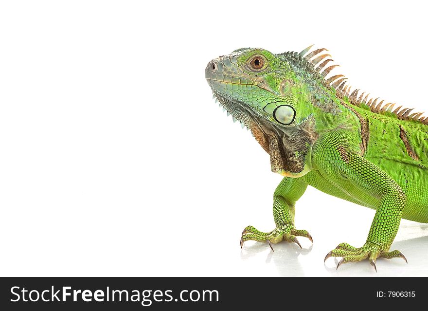 Green Iguana (Iguana iguana) isolated on white background.
