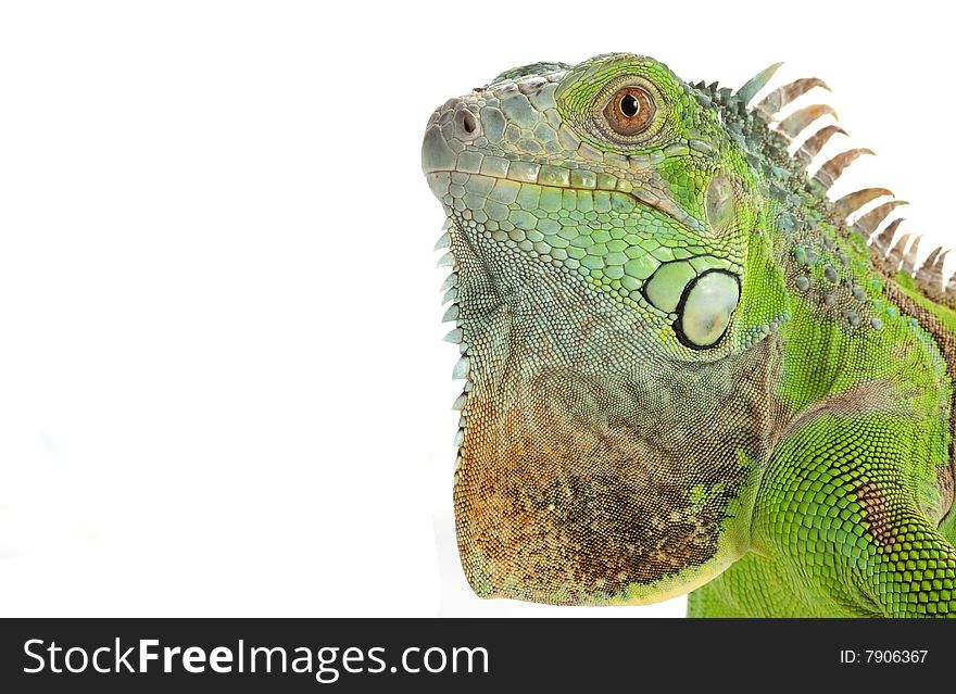 Green Iguana (Iguana iguana) isolated on white background.