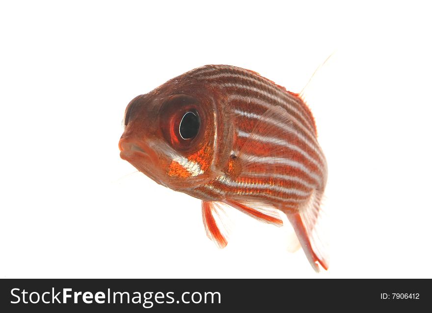 Big-eyed Soldierfish (Myripristis jacobus) isolated on white background.